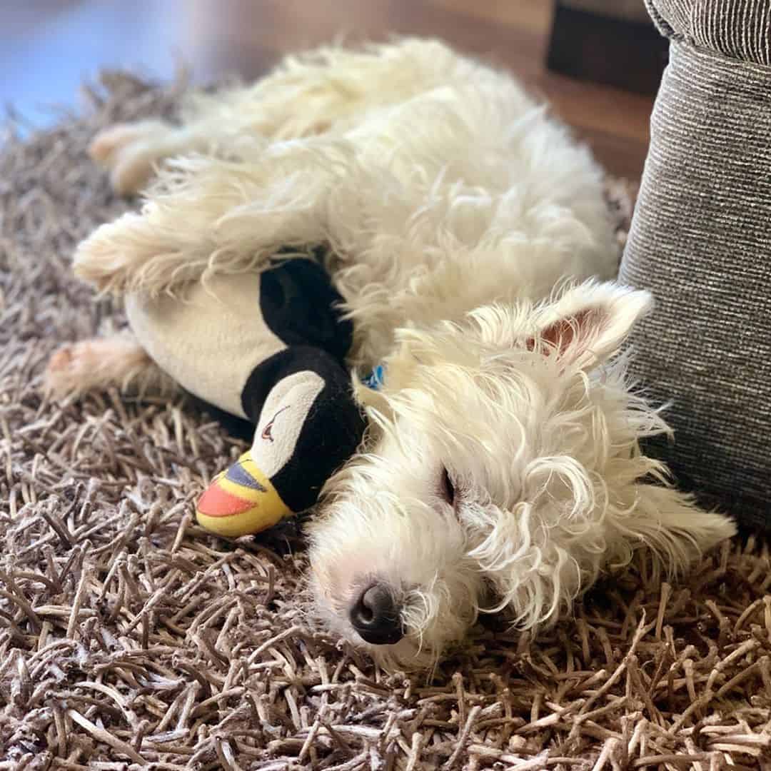 Westie puppy sleeping while huggin his favorite toy, a puffin
