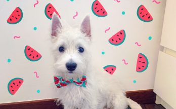 zee.dog memphis bow tie review