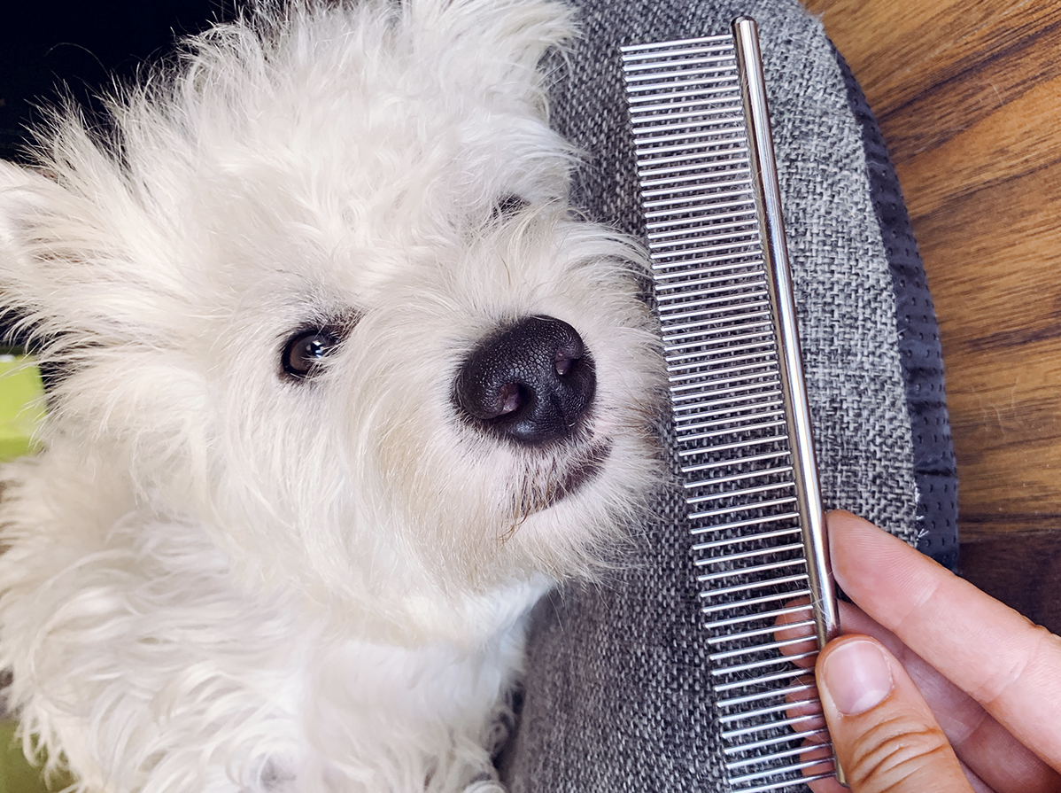 Petsvv Two-Pack Grooming Comb Tool Review
