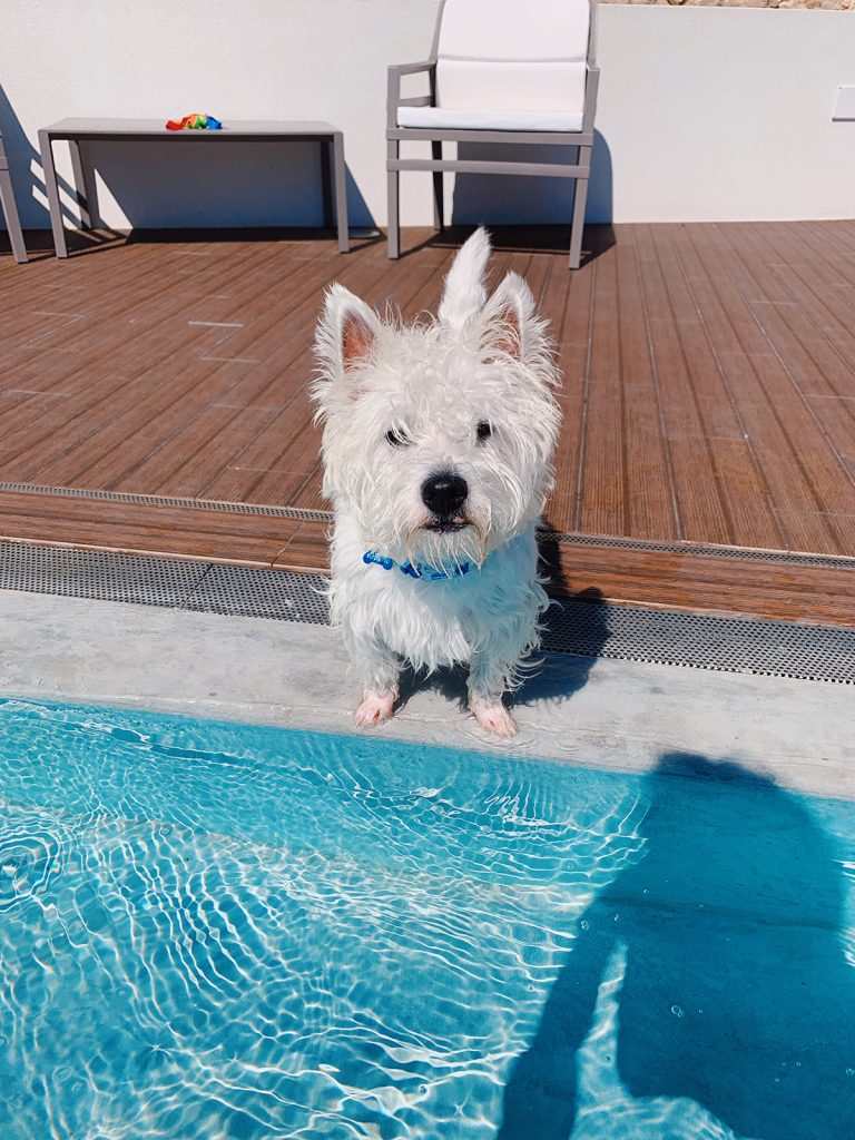 Can-Westies-swim