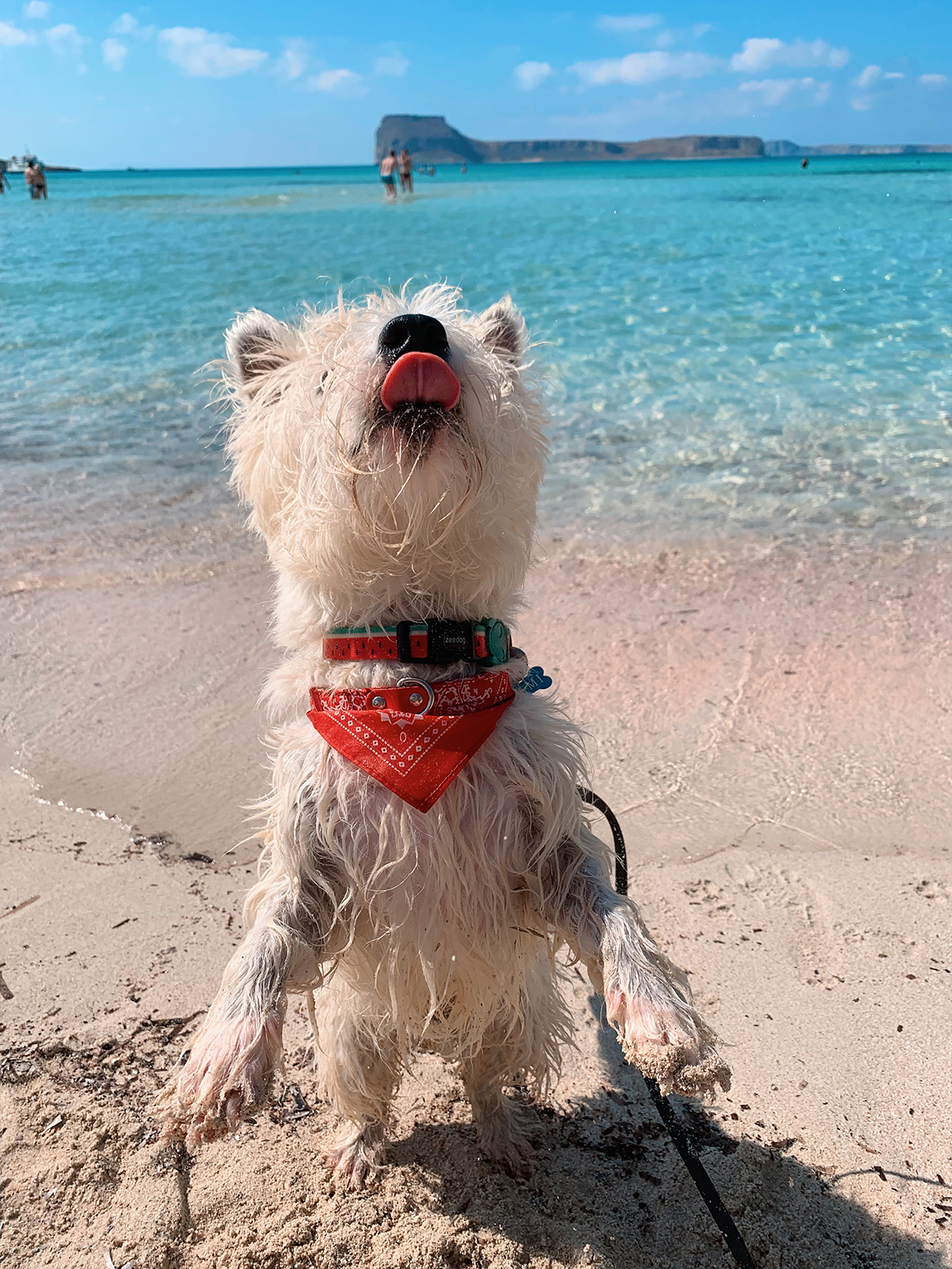 Can-Westies-swim