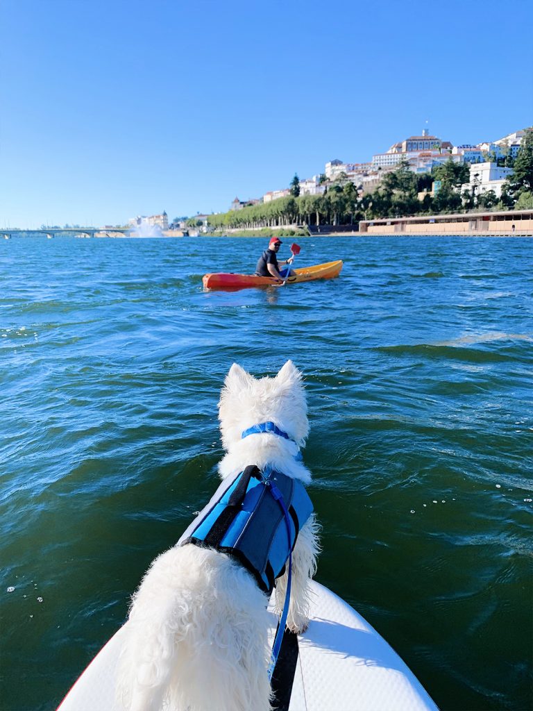 Can-Westies-swim