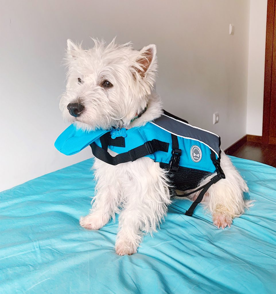 Can-Westies-swim