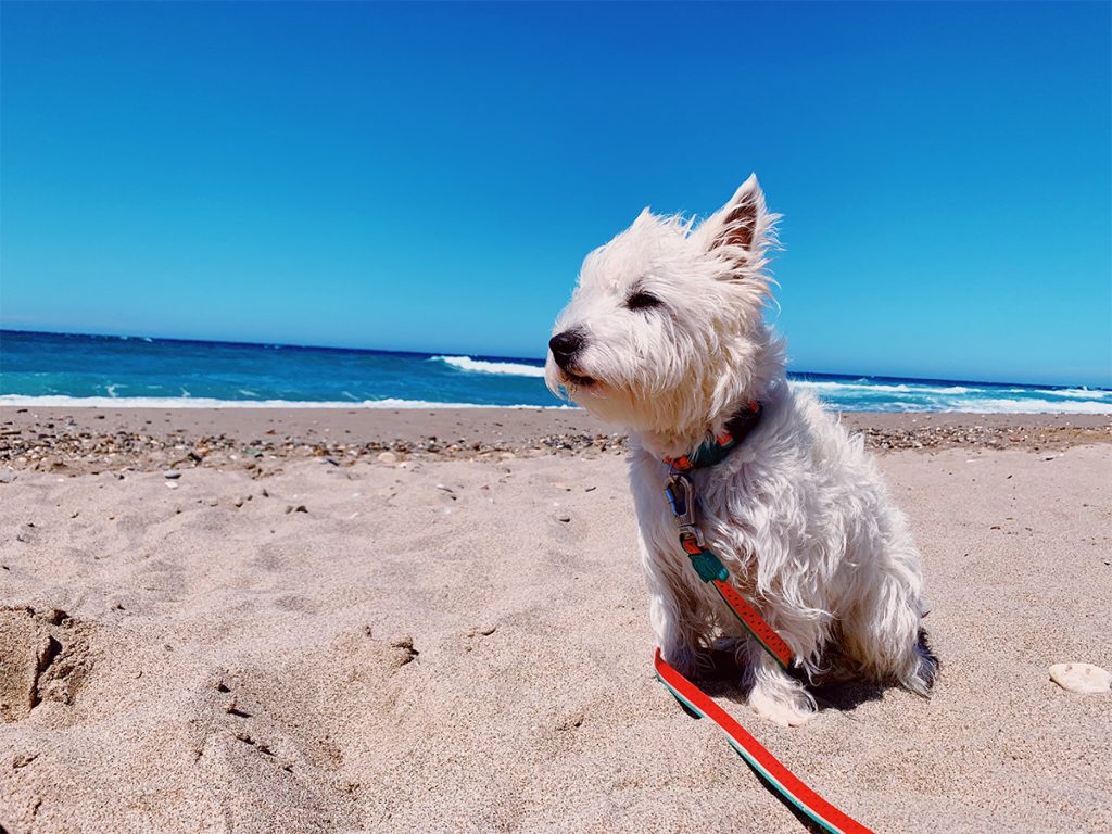 Can-Westies-swim