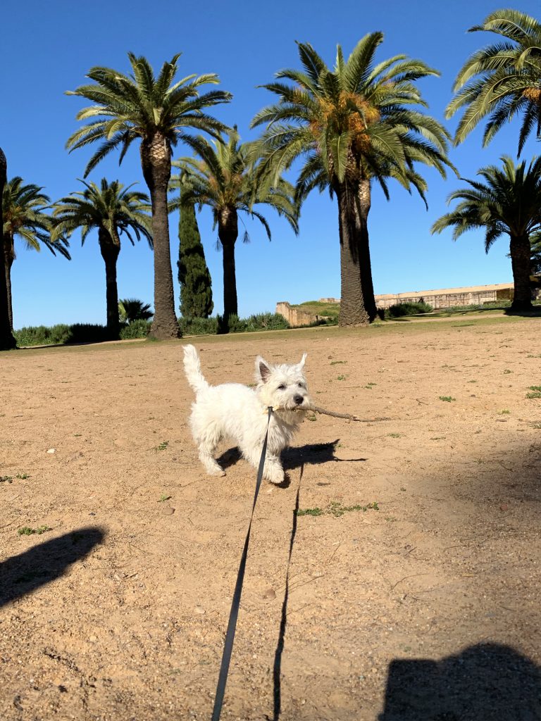 Westie puppy carrying a stick in his mouth