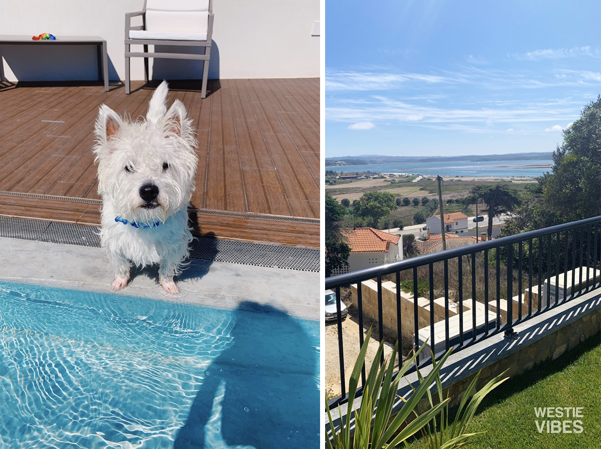 westie-puppy-on-vacation-obidos-lagoon-portugal