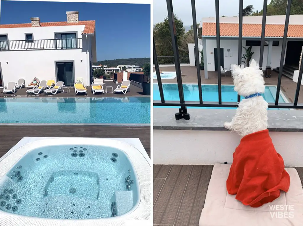 westie-puppy-on-vacation-obidos-lagoon-portugal