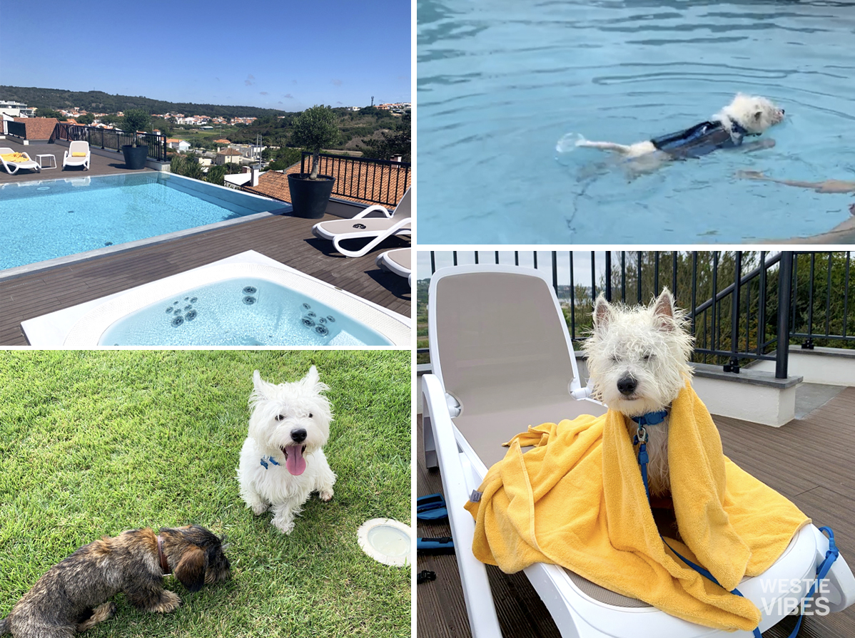 westie-puppy-on-vacation-obidos-lagoon-portugal
