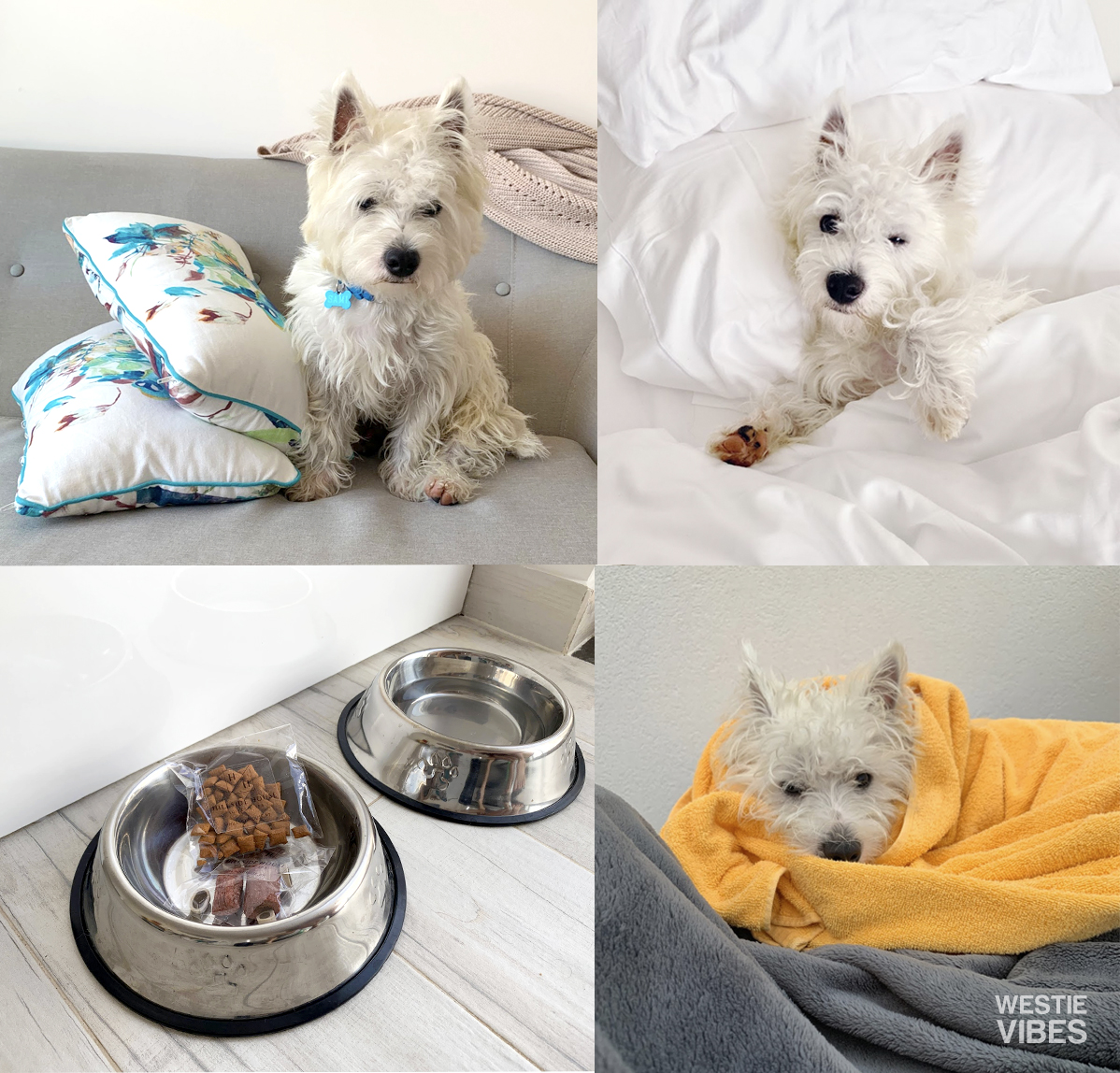 westie-puppy-on-vacation-obidos-lagoon-portugal
