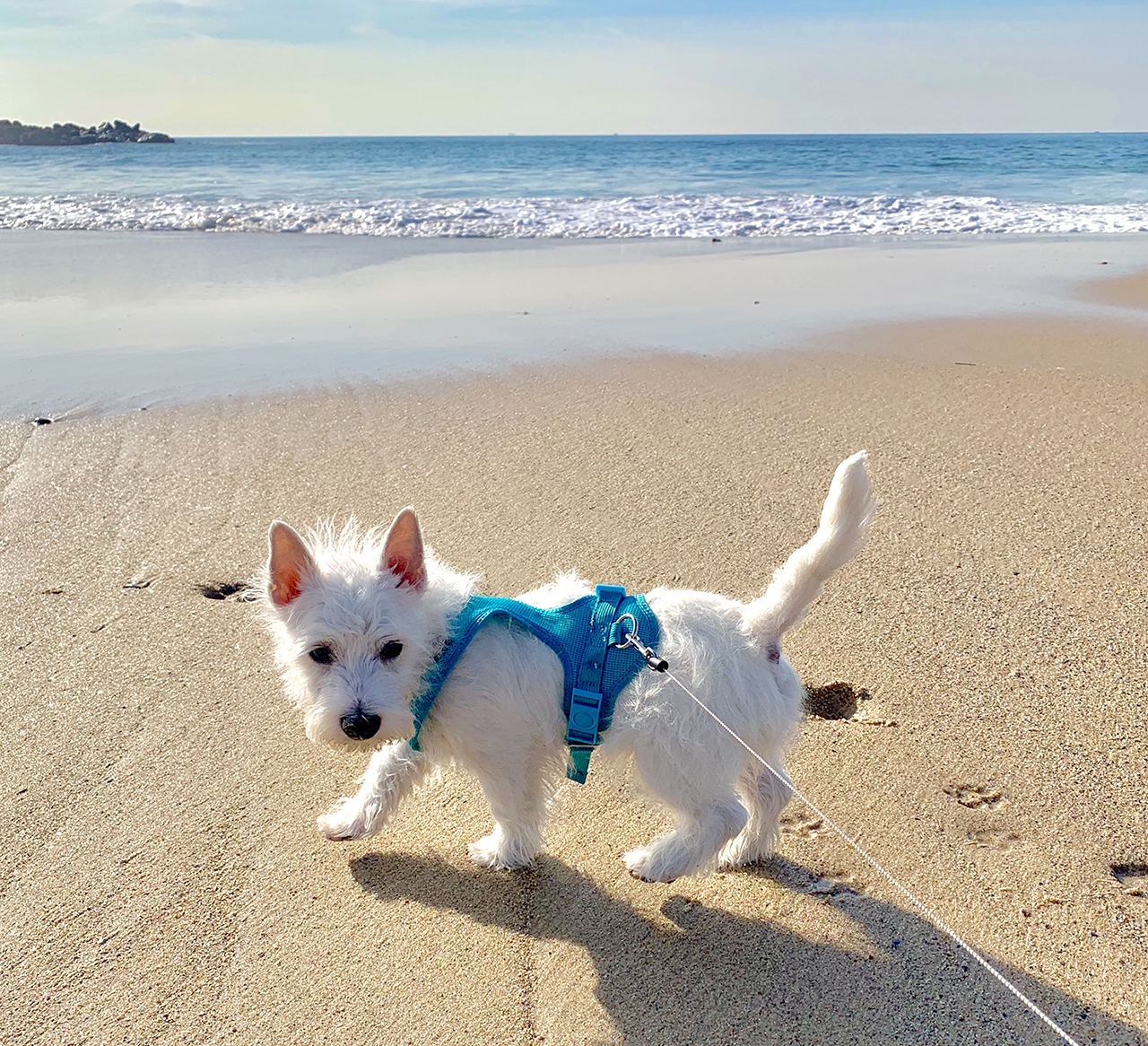 Best harness shop for westies