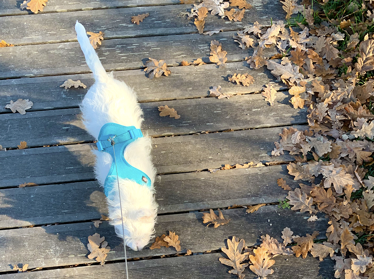 Trixie-Soft-Dog-Harness-Review