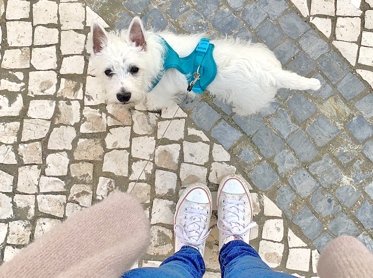 Westie shop harness size