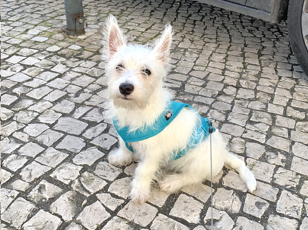 trixie puppy harness