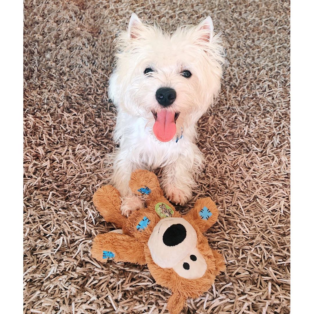 Happy westie with his favourite toy