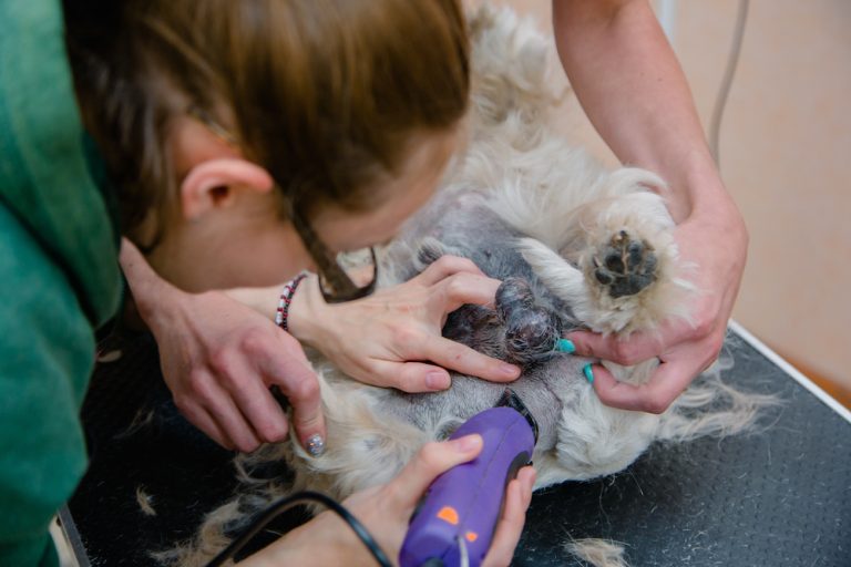How to Groom a Westie The Most Comprehensive Guide for Your Westie