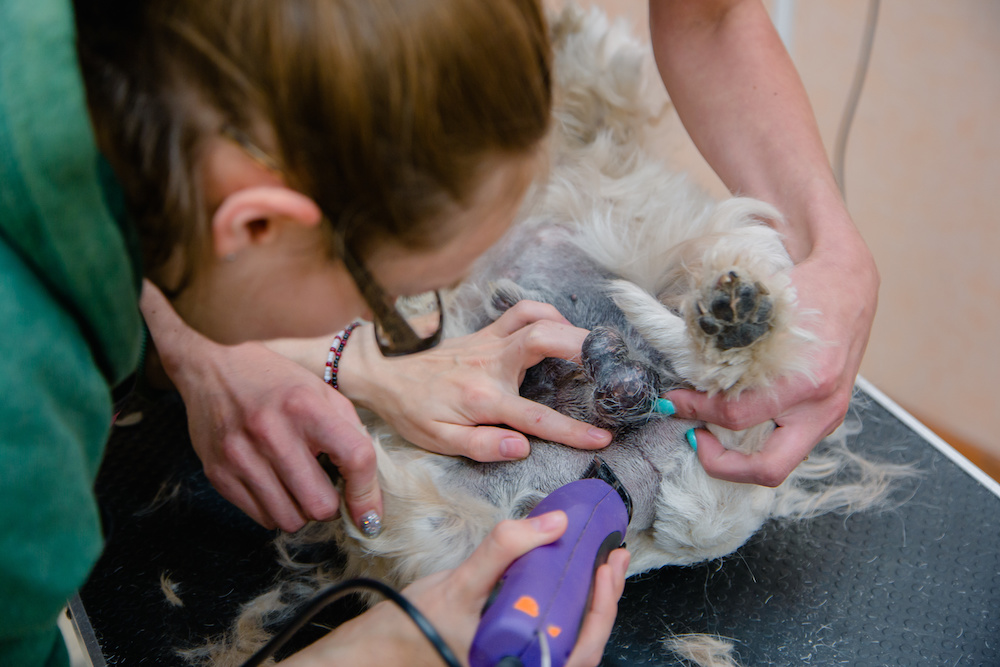 how to groom a westie