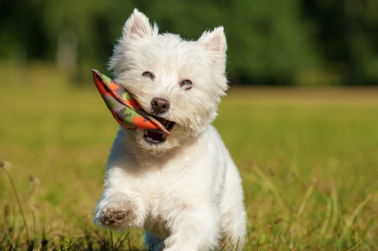 How to Train a Westie Easily and Effectively