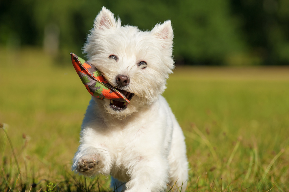 How to train hot sale a westie puppy