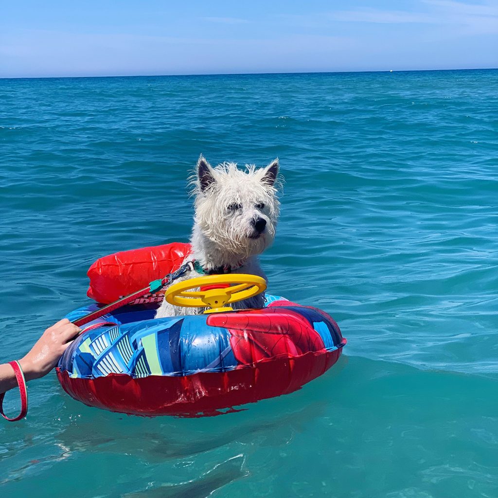 Can-Westies-swim