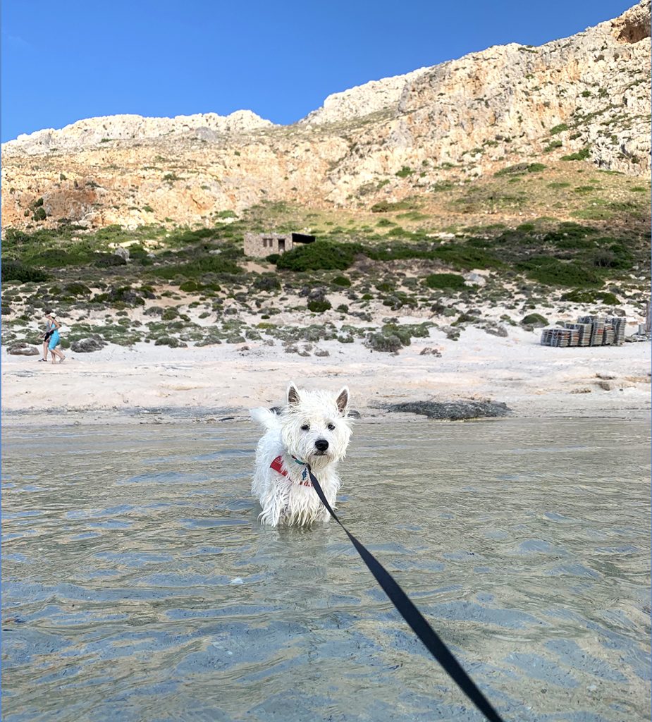 Do westies deals like water