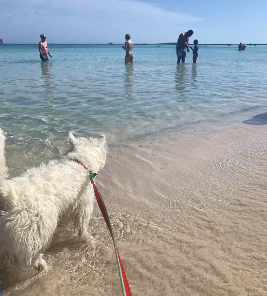 Can-Westies-swim