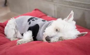 westie lifespan and caring for an aging westie