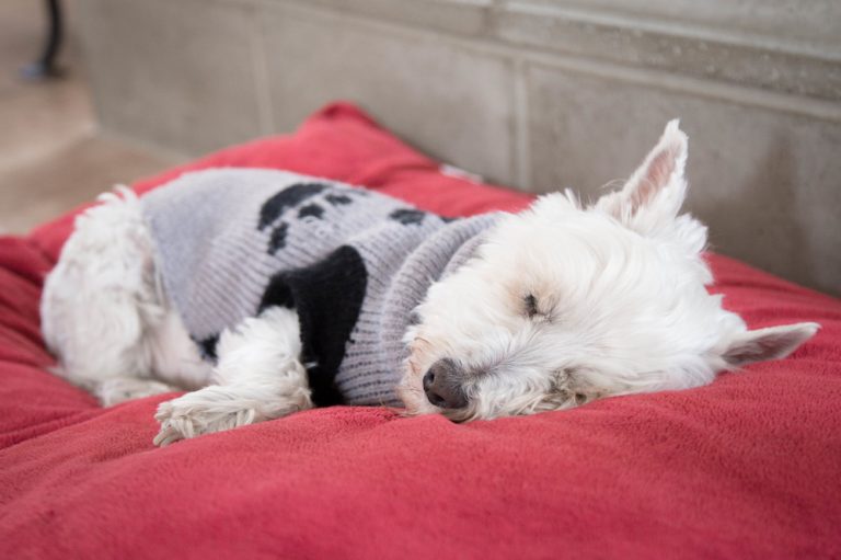 Westie Lifespan and Caring for an Aging Westie [+Video]