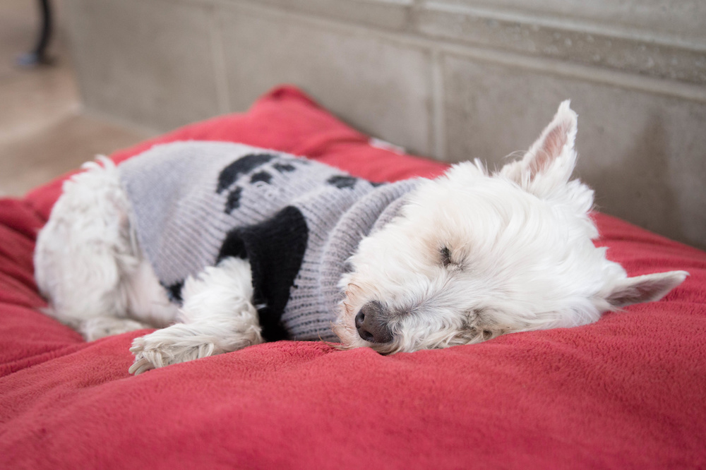 Westie Lifespan and Caring for an Aging 