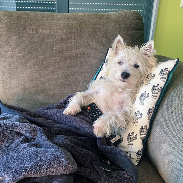 Westie Netflix and Chill on sofa, with TV remote