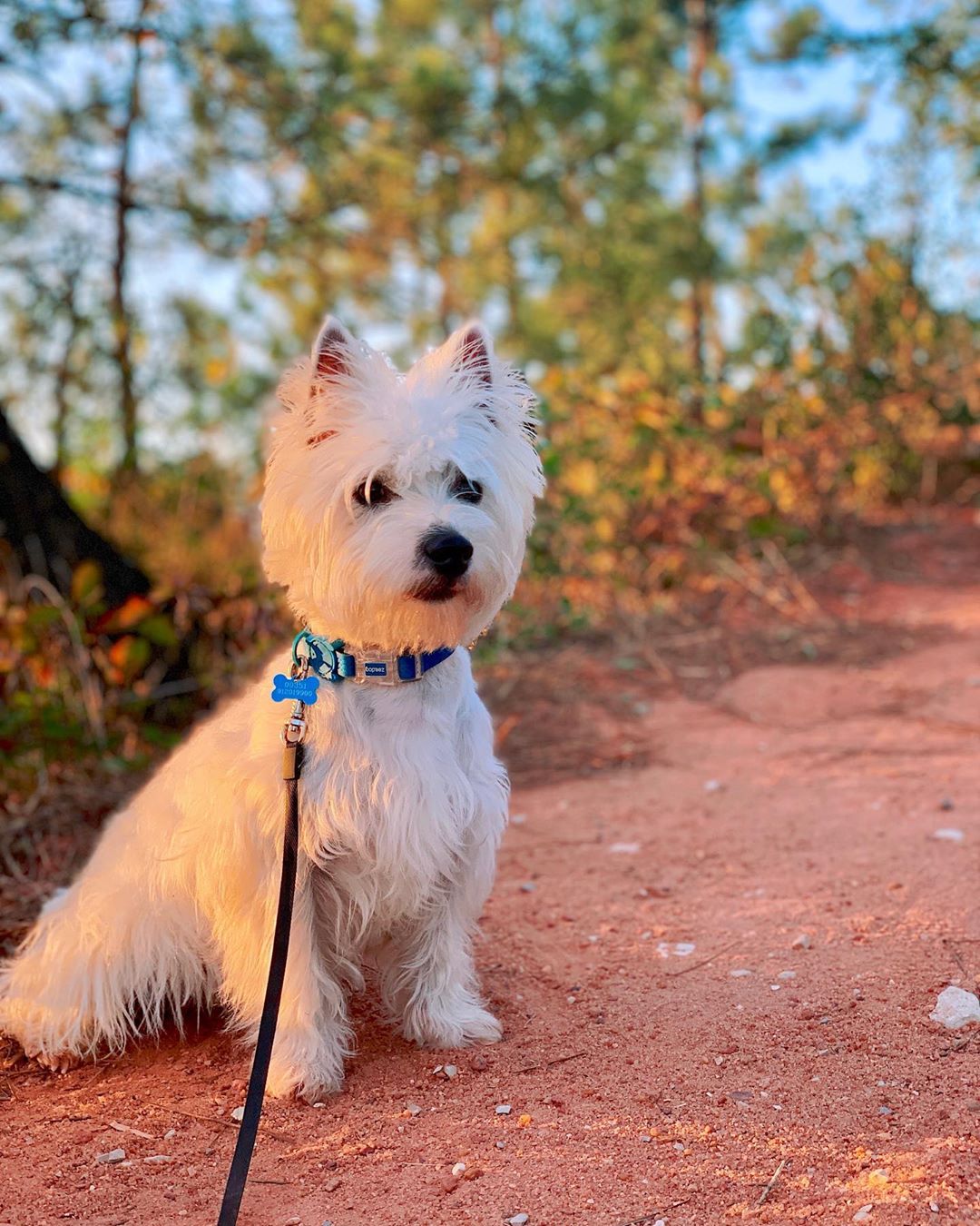 Westie puppy on a forest path