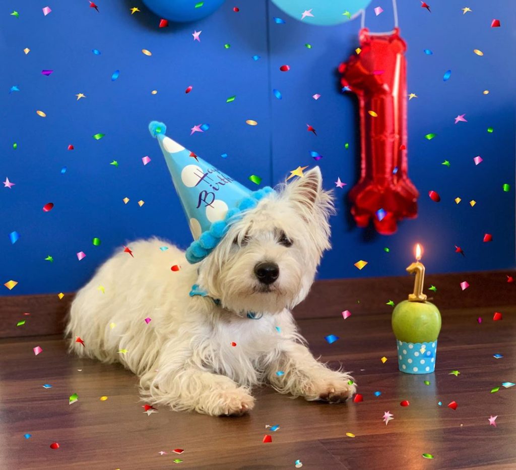 westie-puppy-one-year-old-party