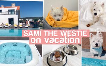 Westie pupppy vacation at Obidos Lagoon in Portugal