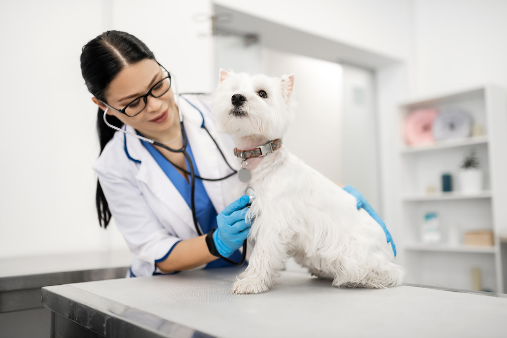 Atopic dermatitis hotsell westie treatment