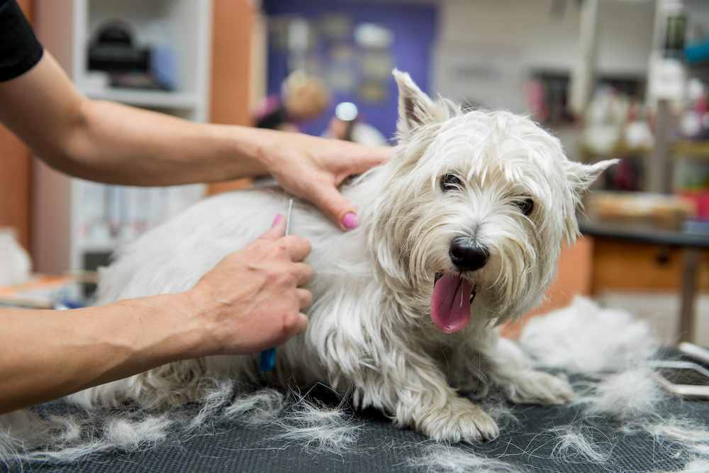 Shampoo for westies store with skin problems