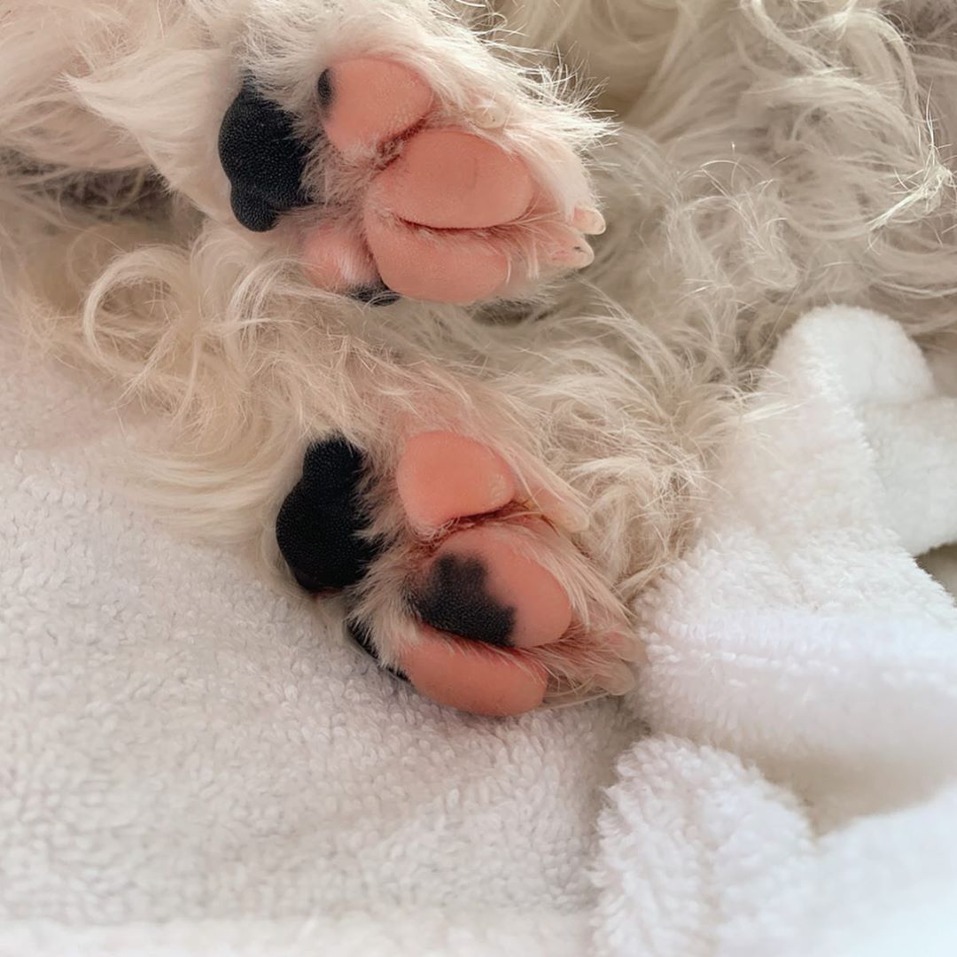 Westie puppy paws - pink and black