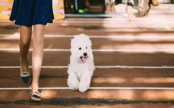 westiepoo and what you need to know about them