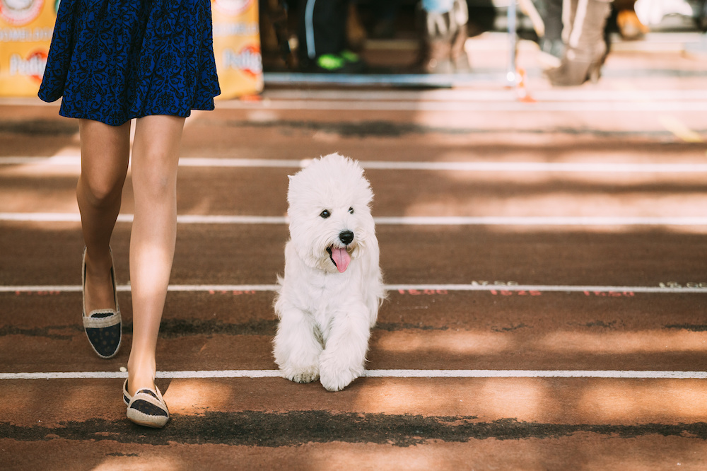 how much does a westiepoo cost