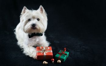 Gifts for Westie Lovers