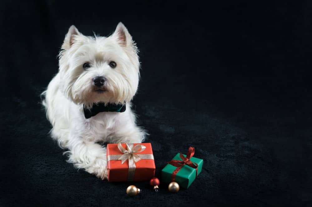 gifts for westie owners