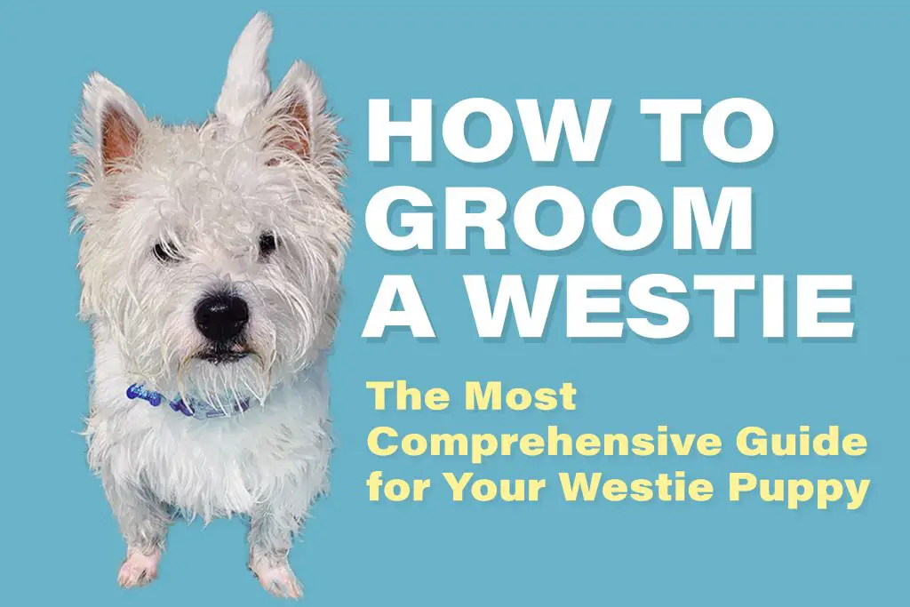 HOW TO GROOM A WESTIE GUIDE