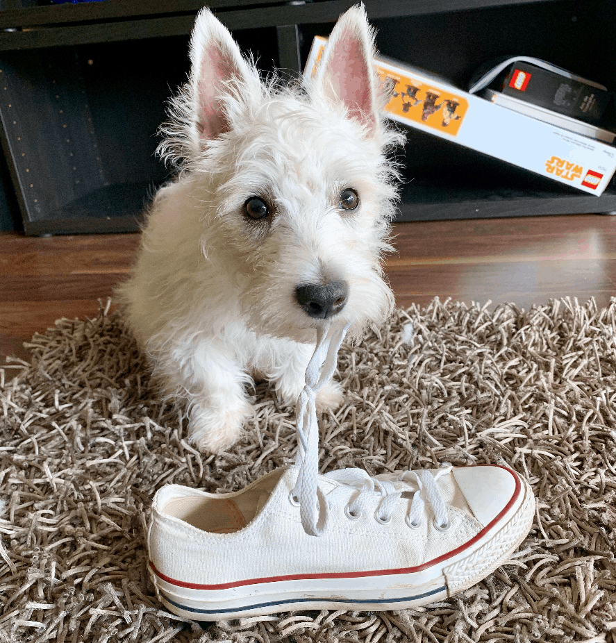 westie terrier