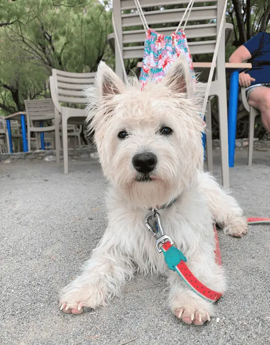 Is Your West Highland White Terrier A Purebred