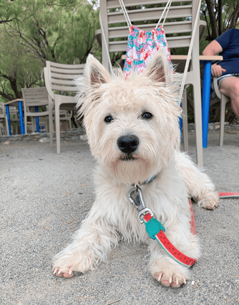 how many teeth does a westie have