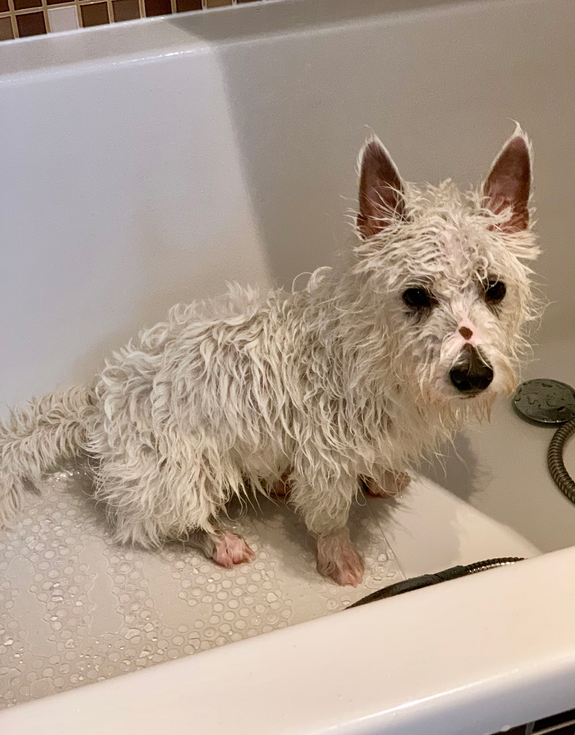 are west highland white terrier noisy