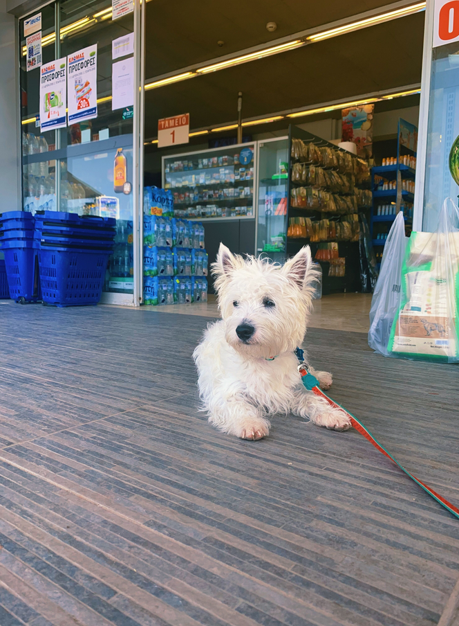 How to train store a westie puppy