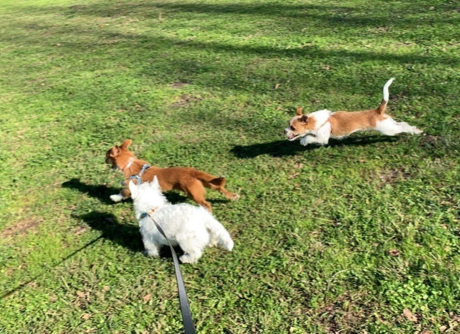 West-Highland-White-Terrier-with-Other-Dogs