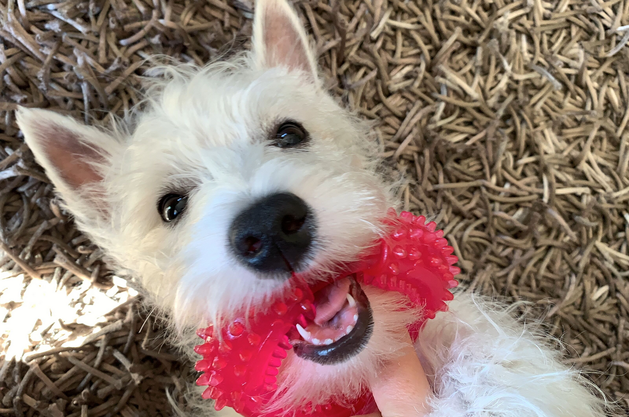 Dog Puzzle Teething Toys Ball for Medium Large Dogs - Nontoxic Durable Dog  IQ Ch