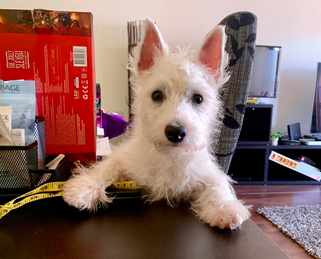 westie puppy first haircut