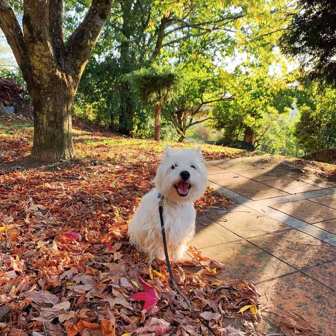 Westie playing in the leaves, in fall