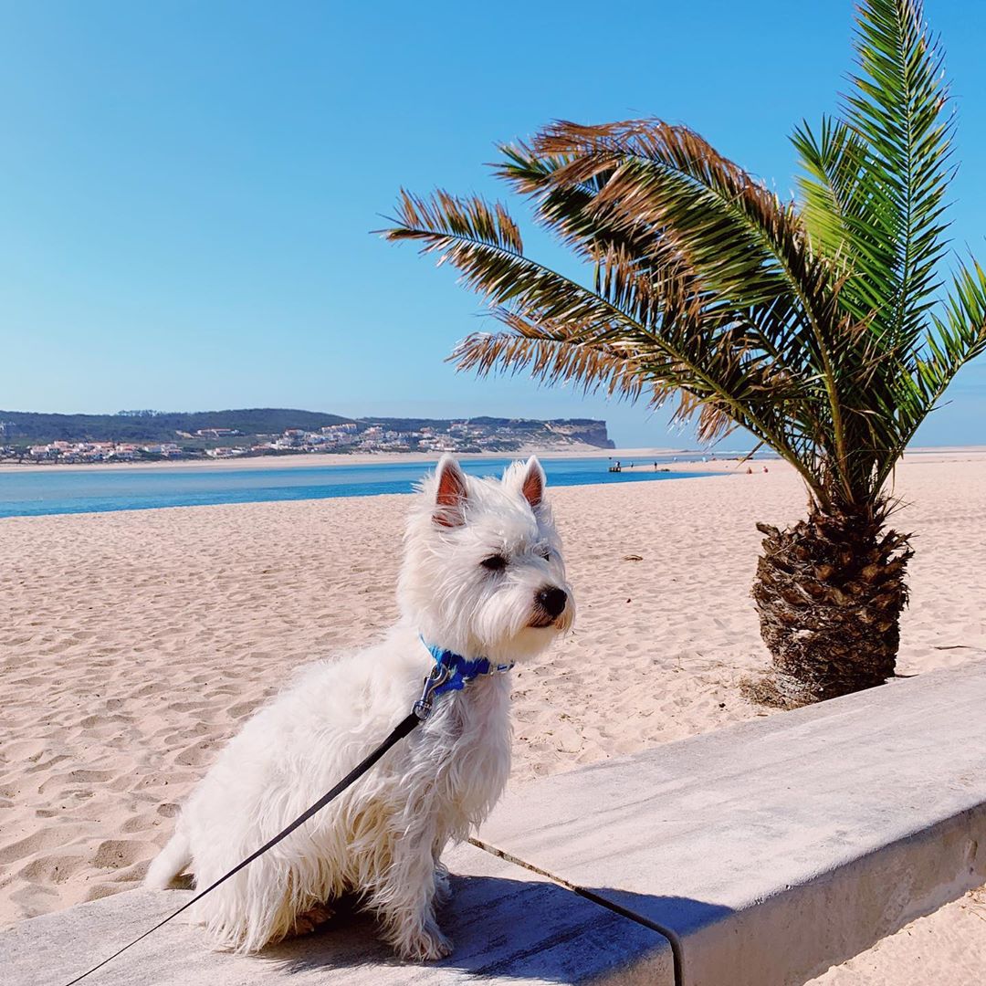Westie puppy on a beach with a palm tree, OBidos Lagoon, Portugal